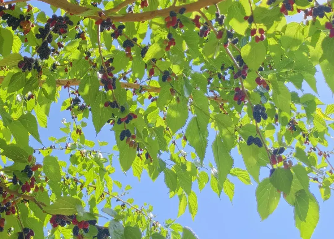 形容初夏的唯美诗句（10首夏天古诗词）