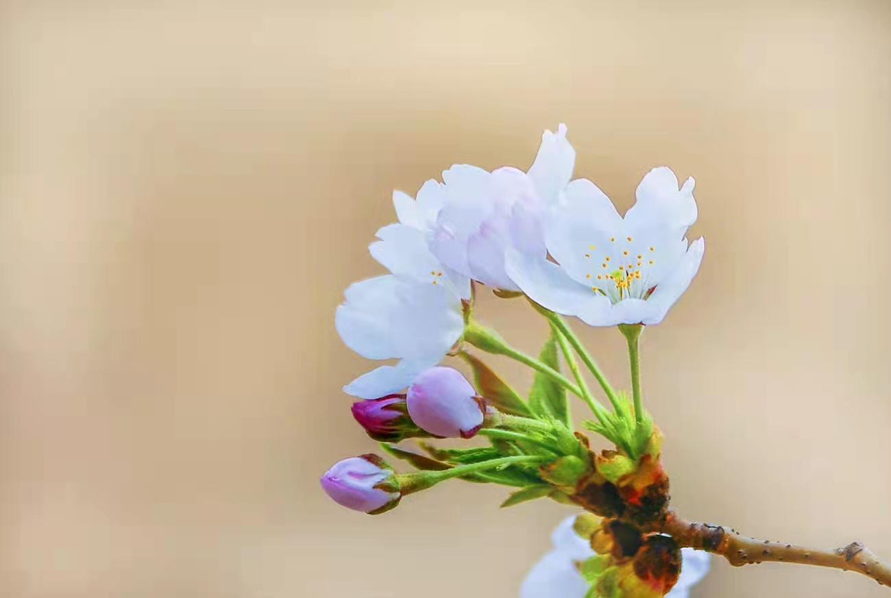 春日两首经典宋词（燕子来时新社，梨花落后清明）