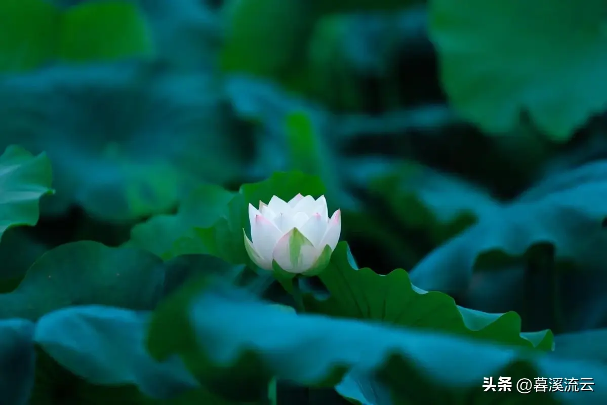 灼灼荷花，亭亭水中（30句唯美赏荷诗词）