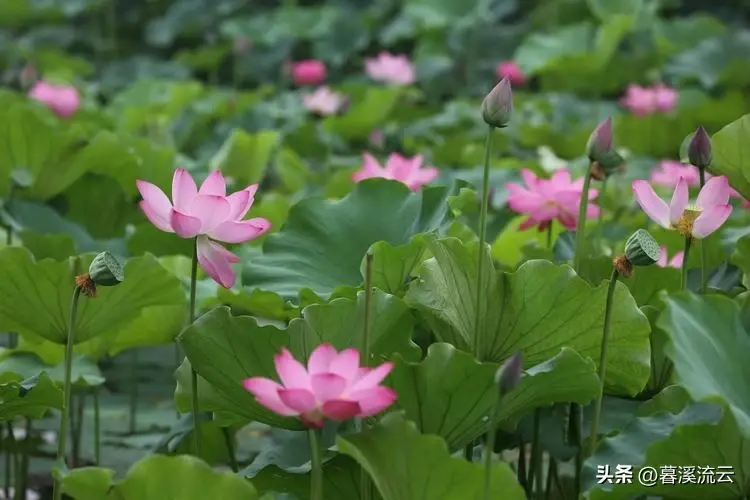 灼灼荷花，亭亭水中（30句唯美赏荷诗词）