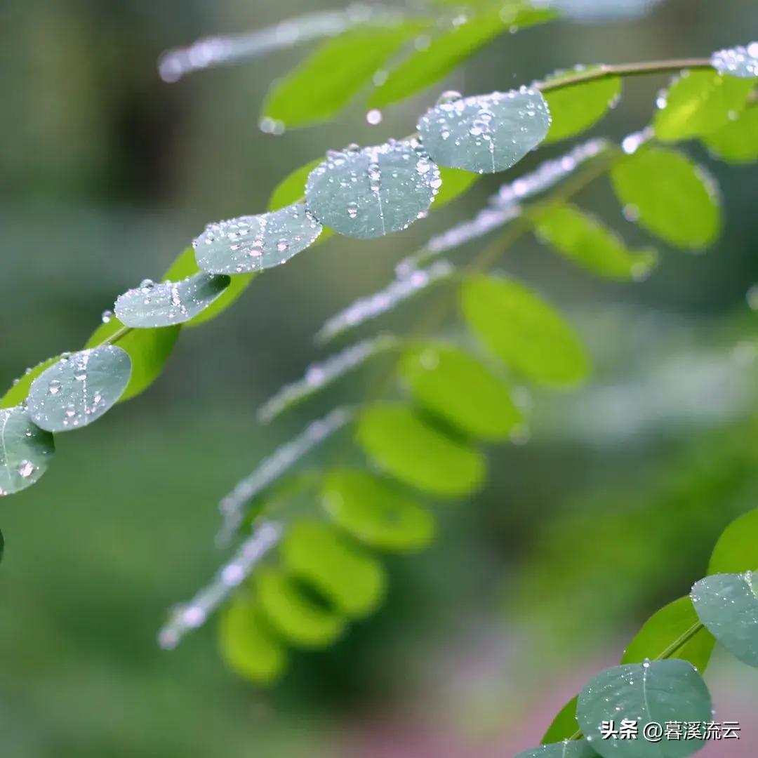 细雨如丝，百谷生发（推荐十首优美谷雨诗词）