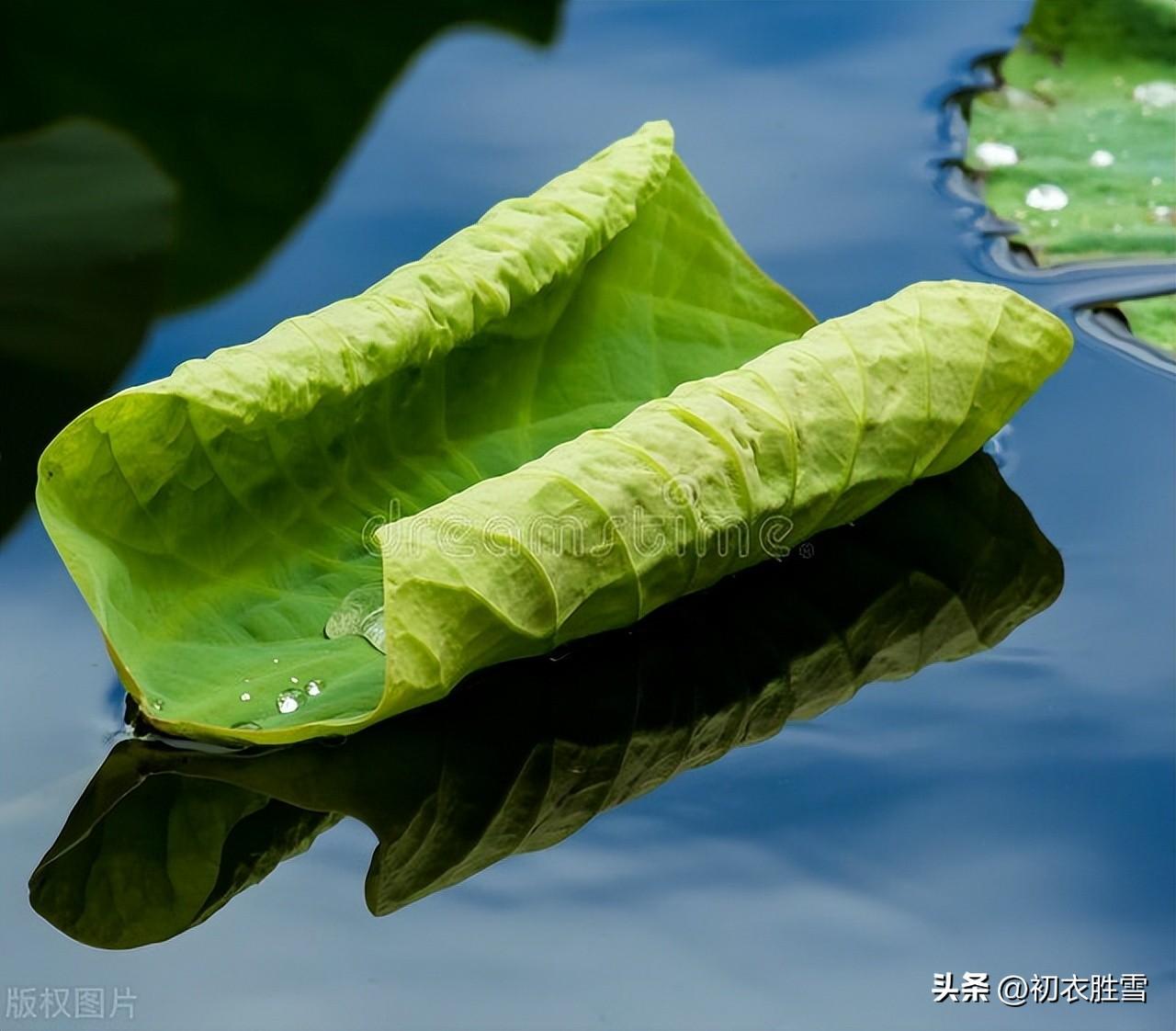 池塘骤雨打新荷，最宜池面碧团团（新荷优美古诗五首）