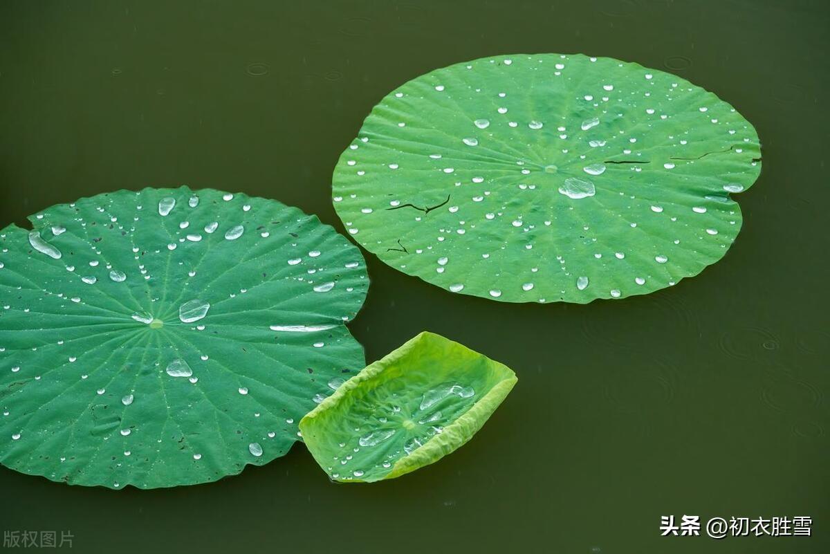 池塘骤雨打新荷，最宜池面碧团团（新荷优美古诗五首）