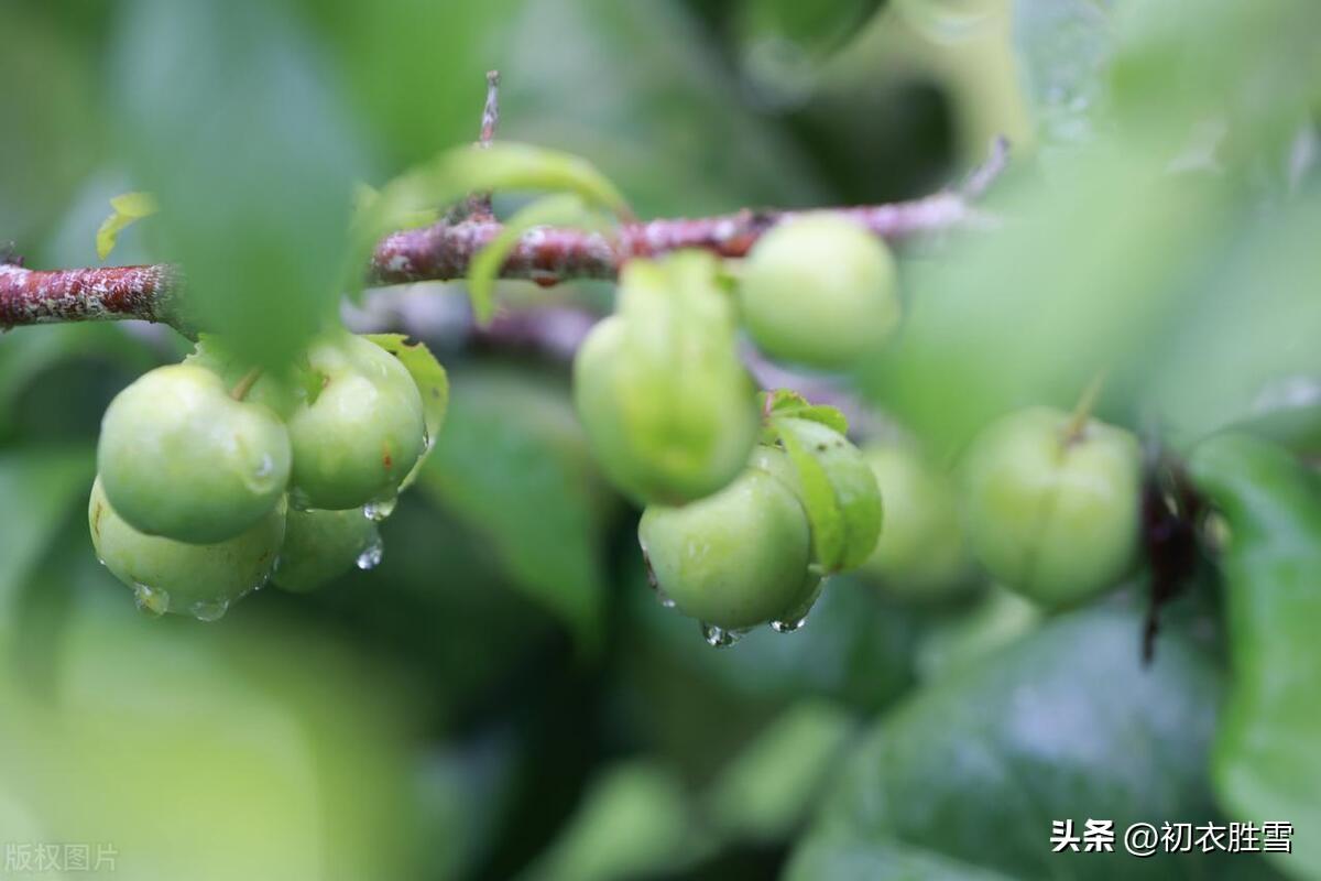 梅雨唯美诗词大全（梅雨古诗词五首）