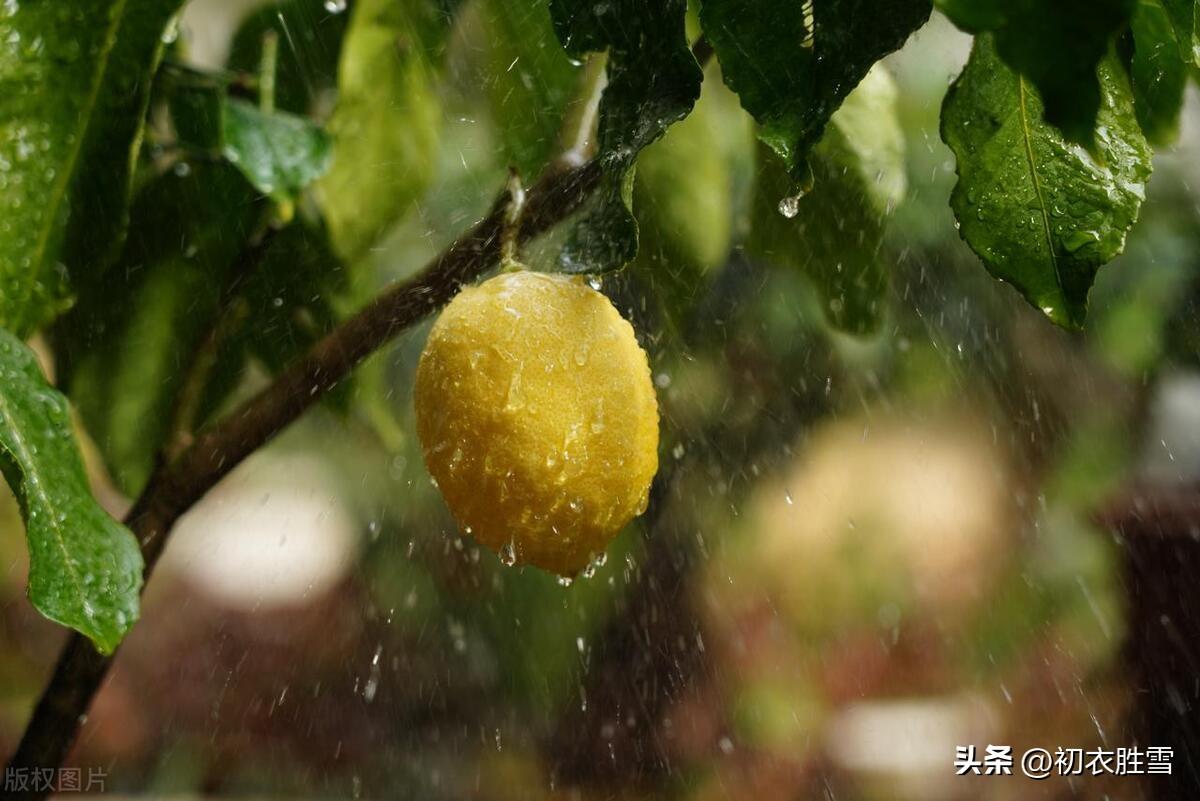 梅雨唯美诗词大全（梅雨古诗词五首）