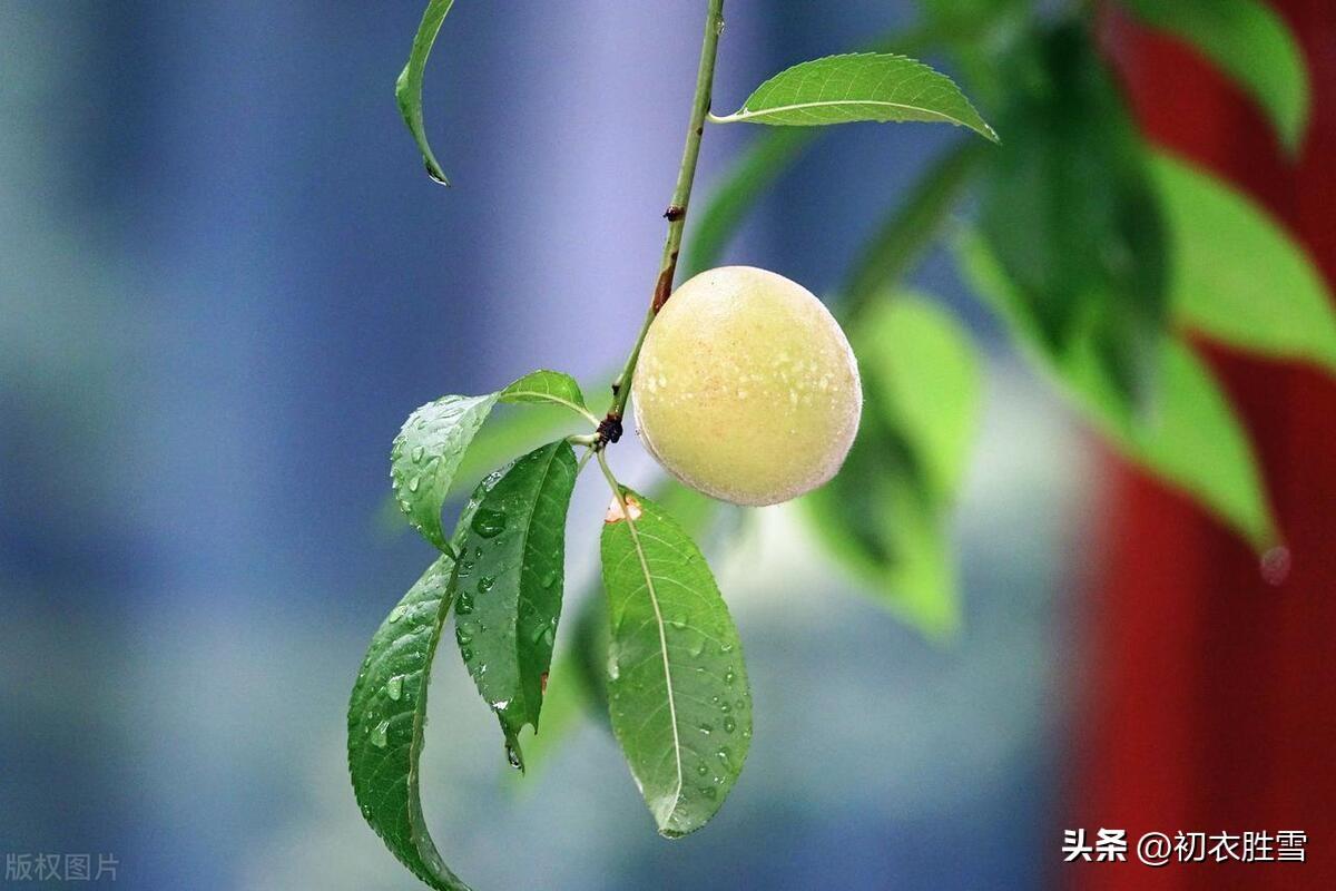 梅雨唯美诗词大全（梅雨古诗词五首）