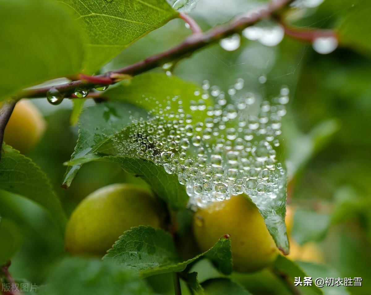 梅雨唯美诗词大全（梅雨古诗词五首）