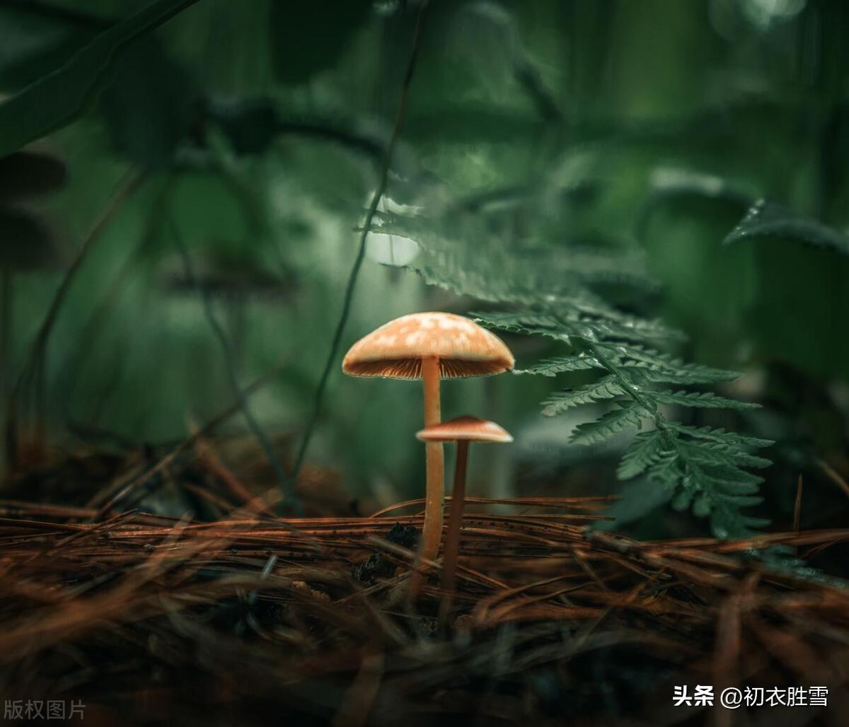 梅雨唯美诗词大全（梅雨古诗词五首）