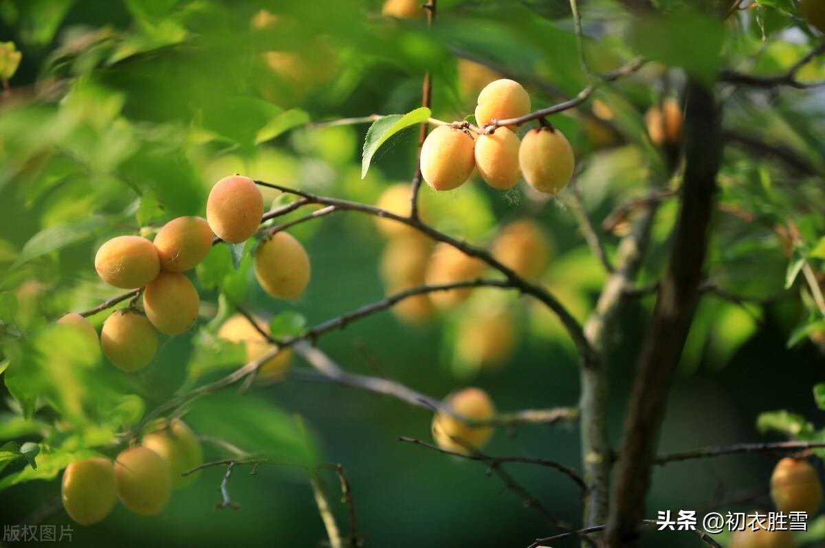 梅子黄时古诗五首（梅子黄时日日晴，柳丝摇曳与俱长）