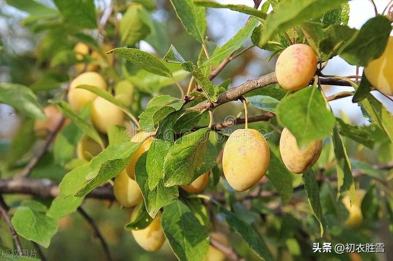 梅子黄时古诗五首（梅子黄时日日晴，柳丝摇曳与俱长）