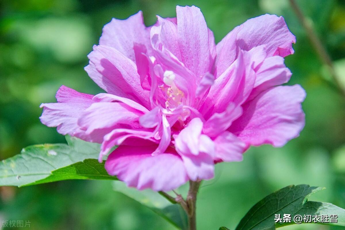 木槿花唯美诗词大全（木槿花明丽古诗五首）