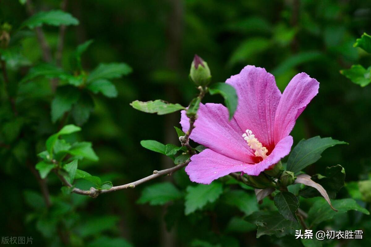 木槿花唯美诗词大全（木槿花明丽古诗五首）