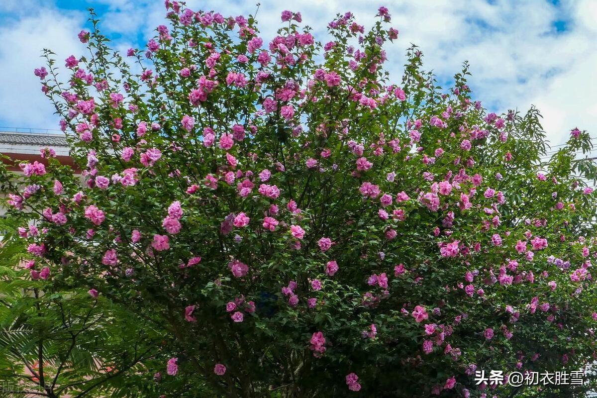 谩栽木槿成篱落，已得清阴又得花（仲夏之花木槿古诗七首）