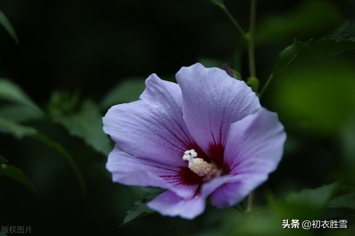 谩栽木槿成篱落，已得清阴又得花（仲夏之花木槿古诗七首）