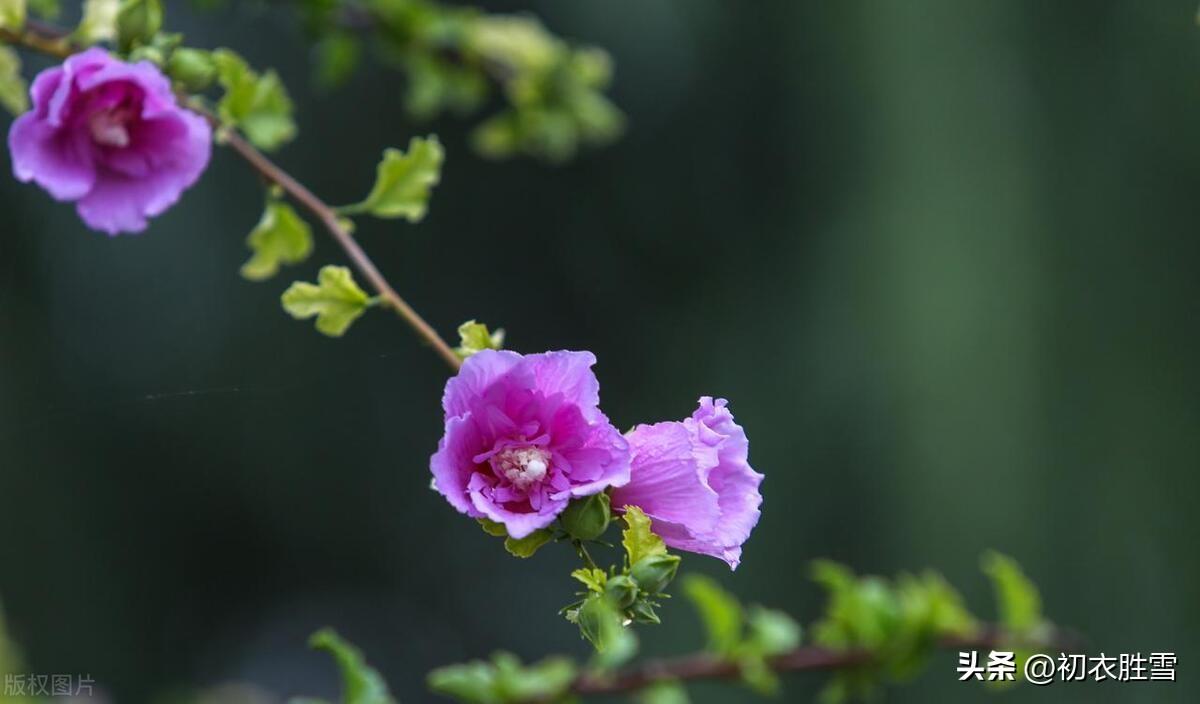 谩栽木槿成篱落，已得清阴又得花（仲夏之花木槿古诗七首）