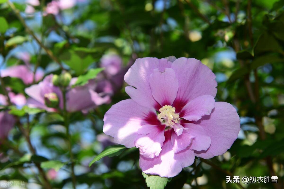 谩栽木槿成篱落，已得清阴又得花（仲夏之花木槿古诗七首）