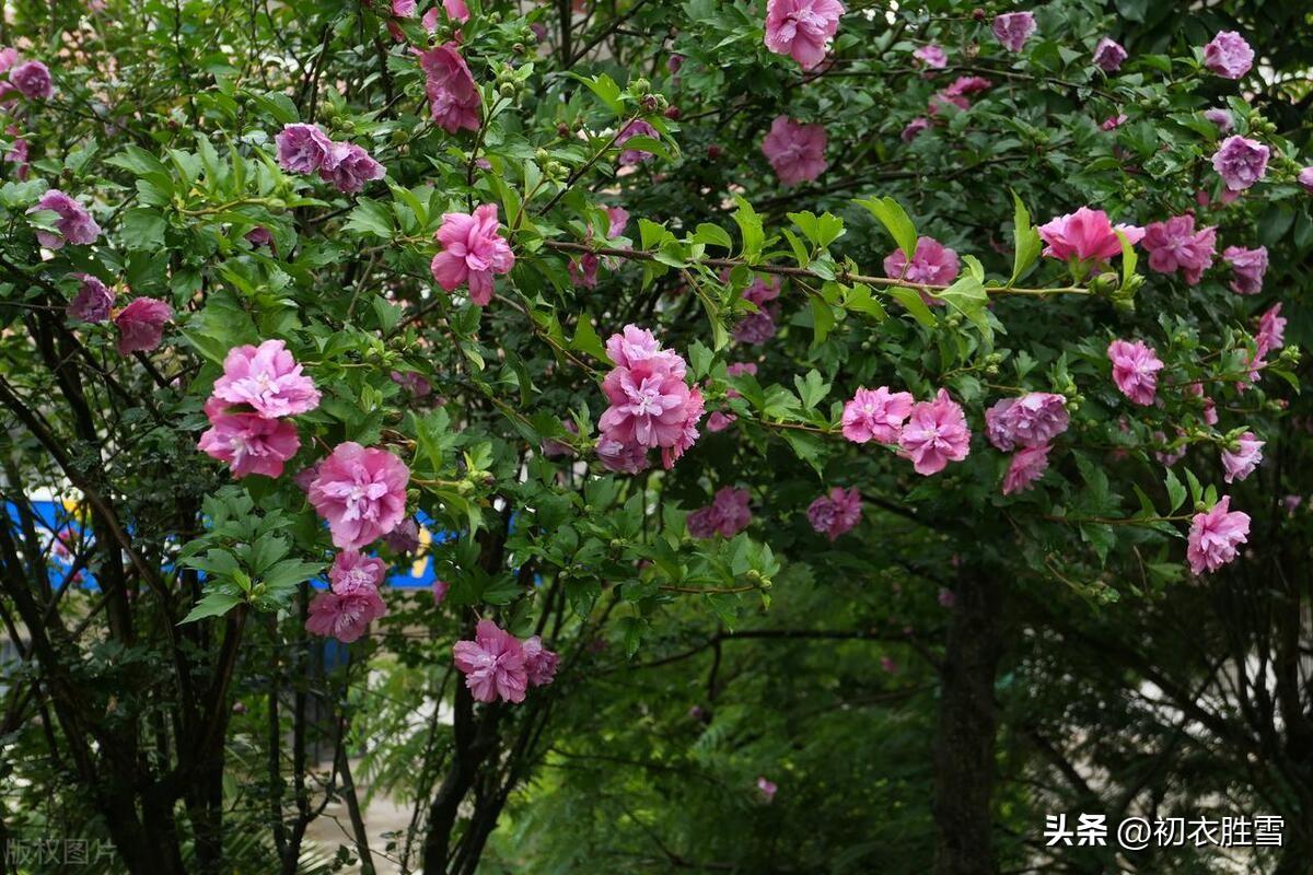 谩栽木槿成篱落，已得清阴又得花（仲夏之花木槿古诗七首）