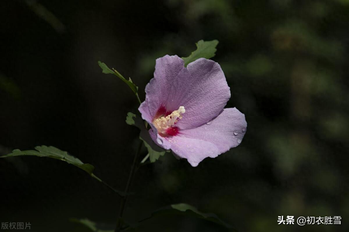 谩栽木槿成篱落，已得清阴又得花（仲夏之花木槿古诗七首）