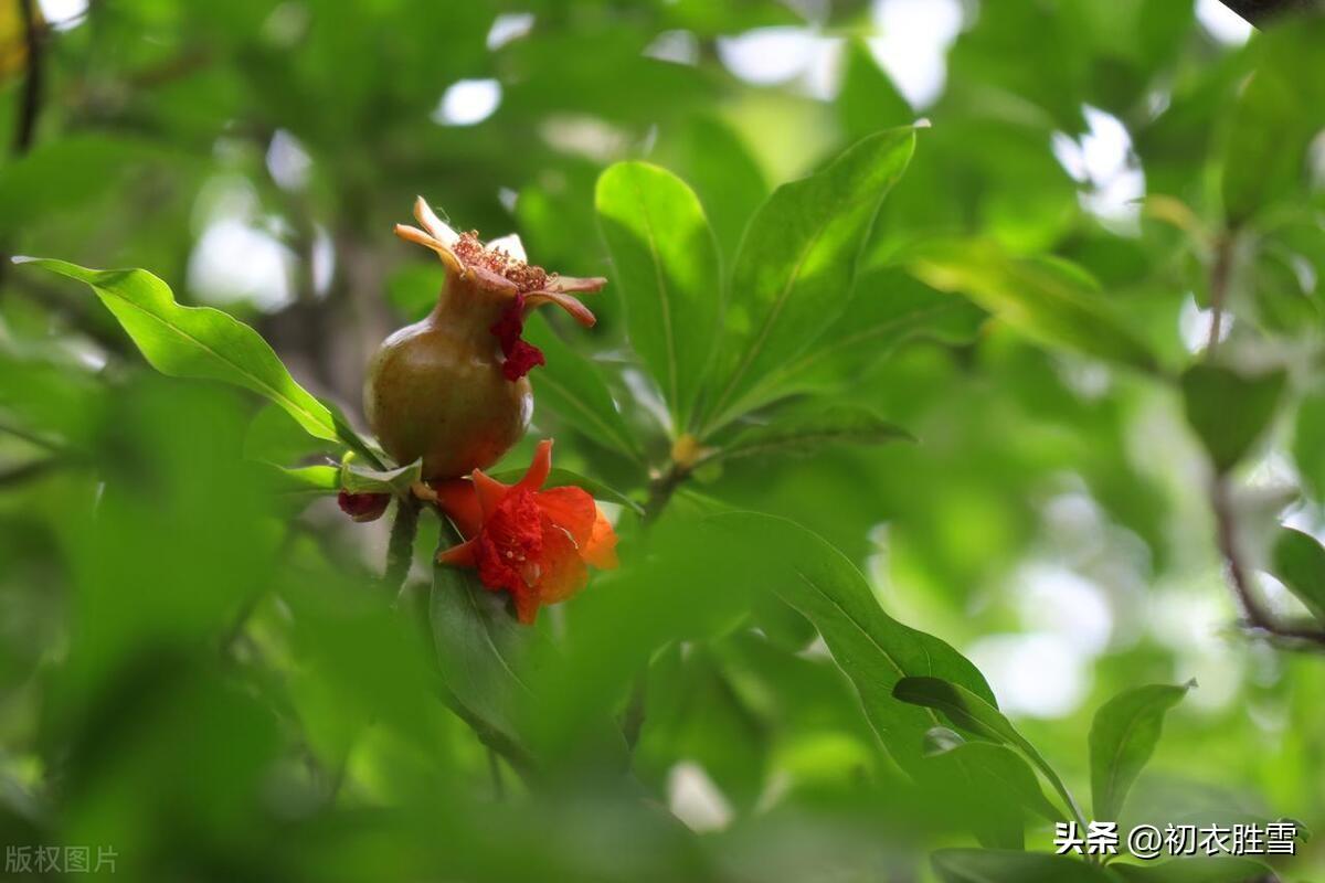 五月石榴花诗词五首（五月榴花妖艳烘，安石榴簪多子红）