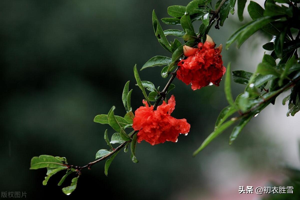 五月石榴花诗词五首（五月榴花妖艳烘，安石榴簪多子红）