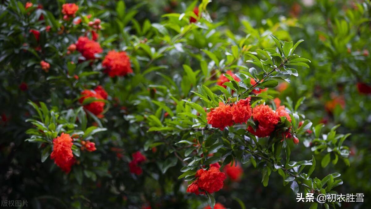 五月石榴花诗词五首（五月榴花妖艳烘，安石榴簪多子红）