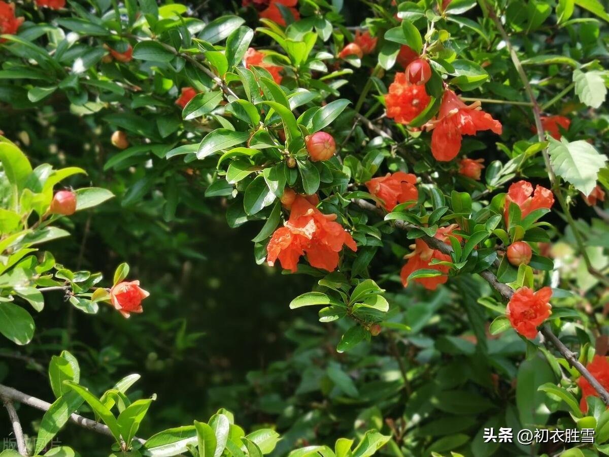 五月石榴花诗词五首（五月榴花妖艳烘，安石榴簪多子红）