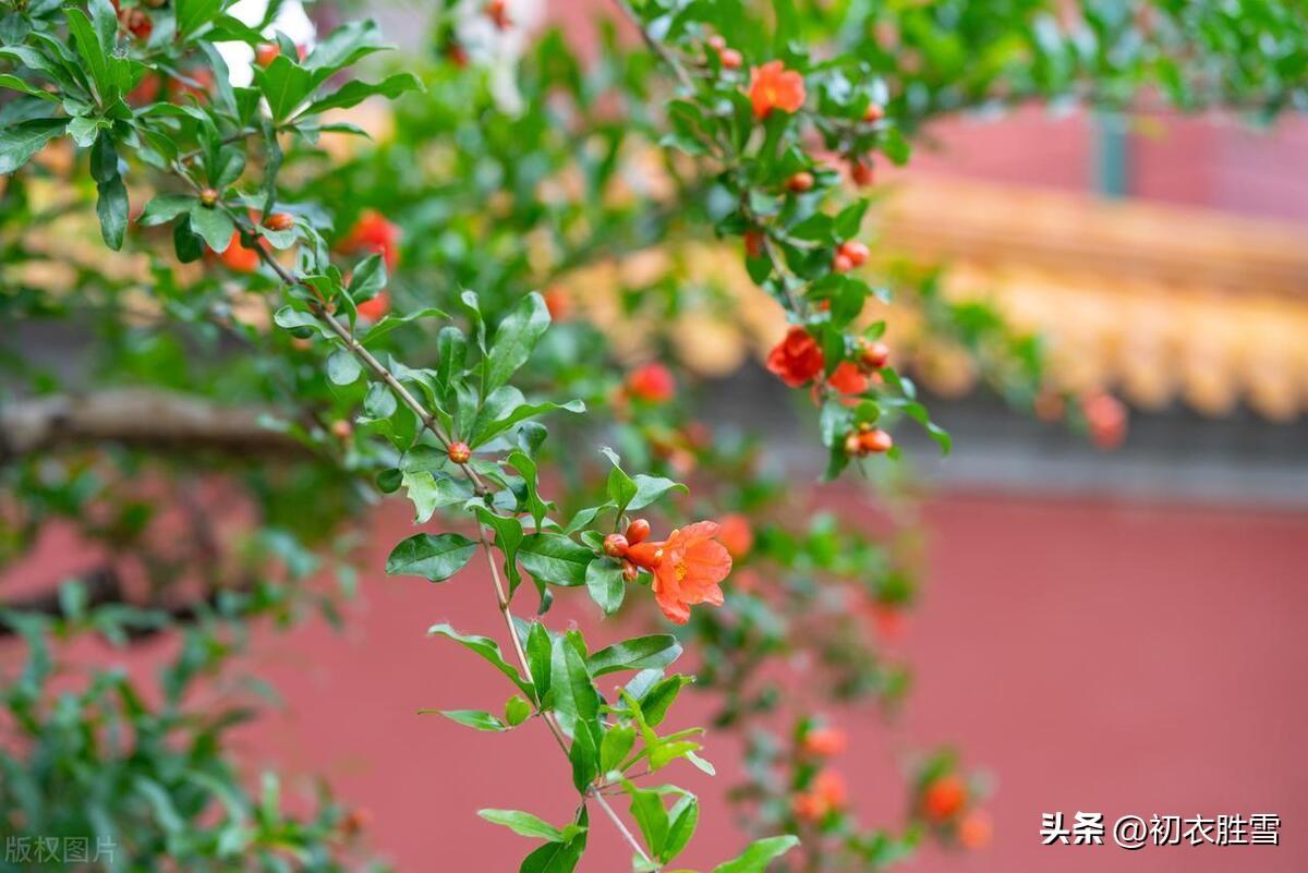 五月石榴花诗词五首（五月榴花妖艳烘，安石榴簪多子红）