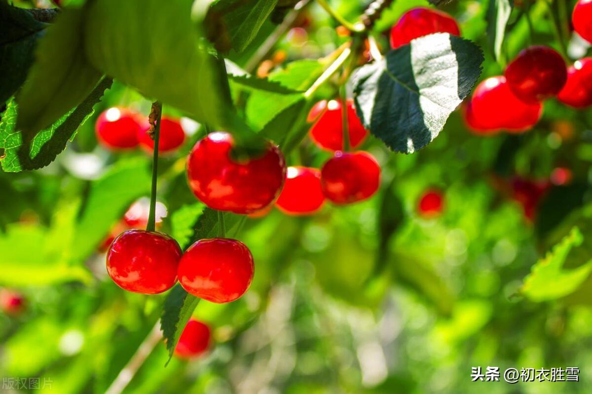 早夏樱桃五首经典诗词（四月园林春去后，樱桃色照银盘溜）