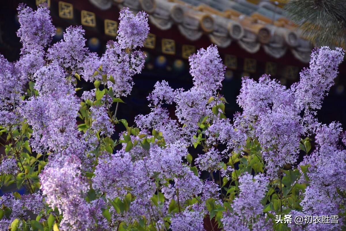 晚春丁香花五首古诗（丁香从小结，莲子彻枝双）