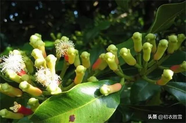 晚春丁香花五首古诗（丁香从小结，莲子彻枝双）