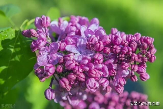 晚春丁香花五首古诗（丁香从小结，莲子彻枝双）