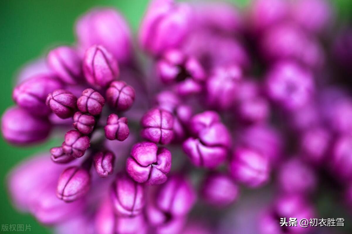 晚春丁香花五首古诗（丁香从小结，莲子彻枝双）