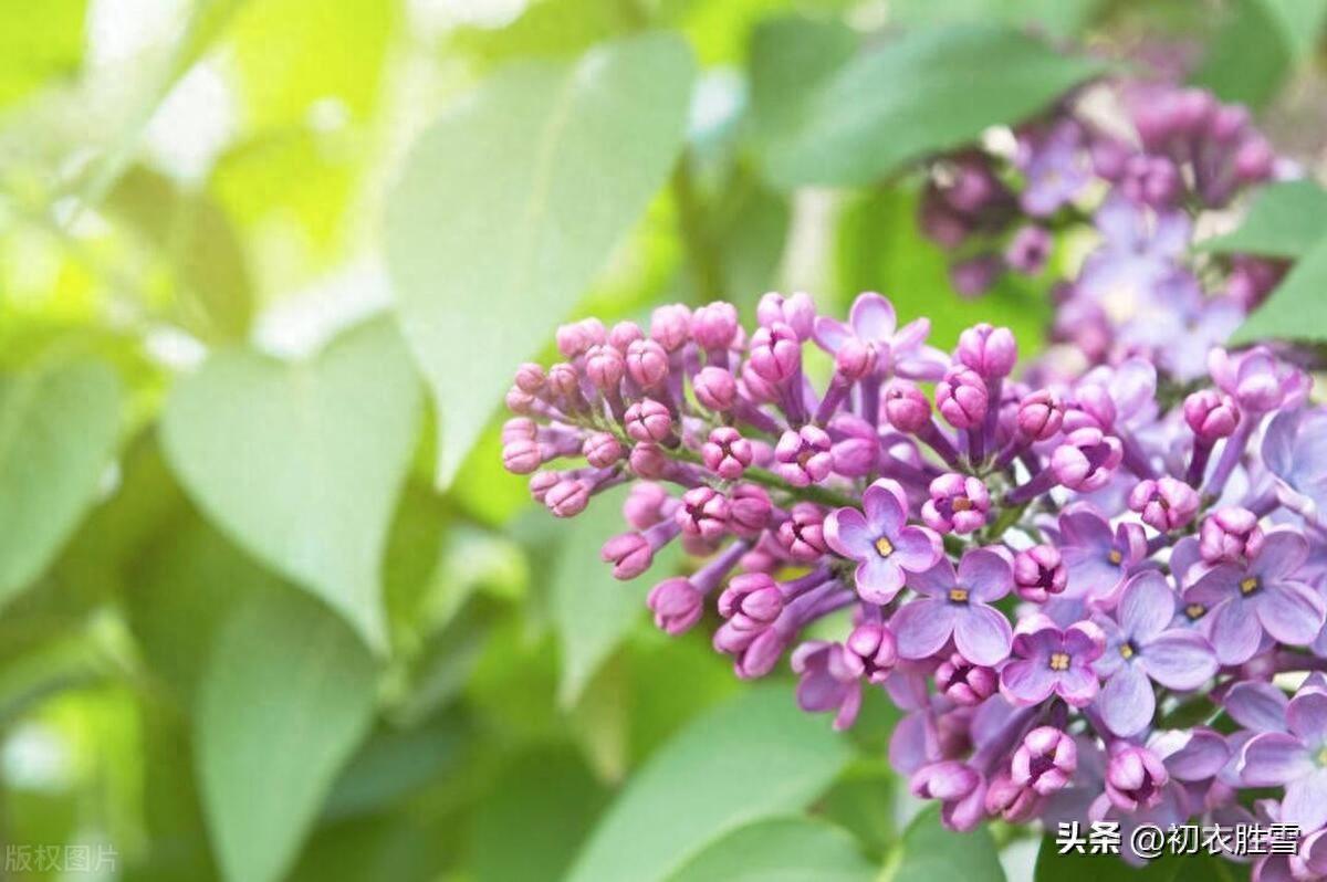 晚春丁香花五首古诗（丁香从小结，莲子彻枝双）