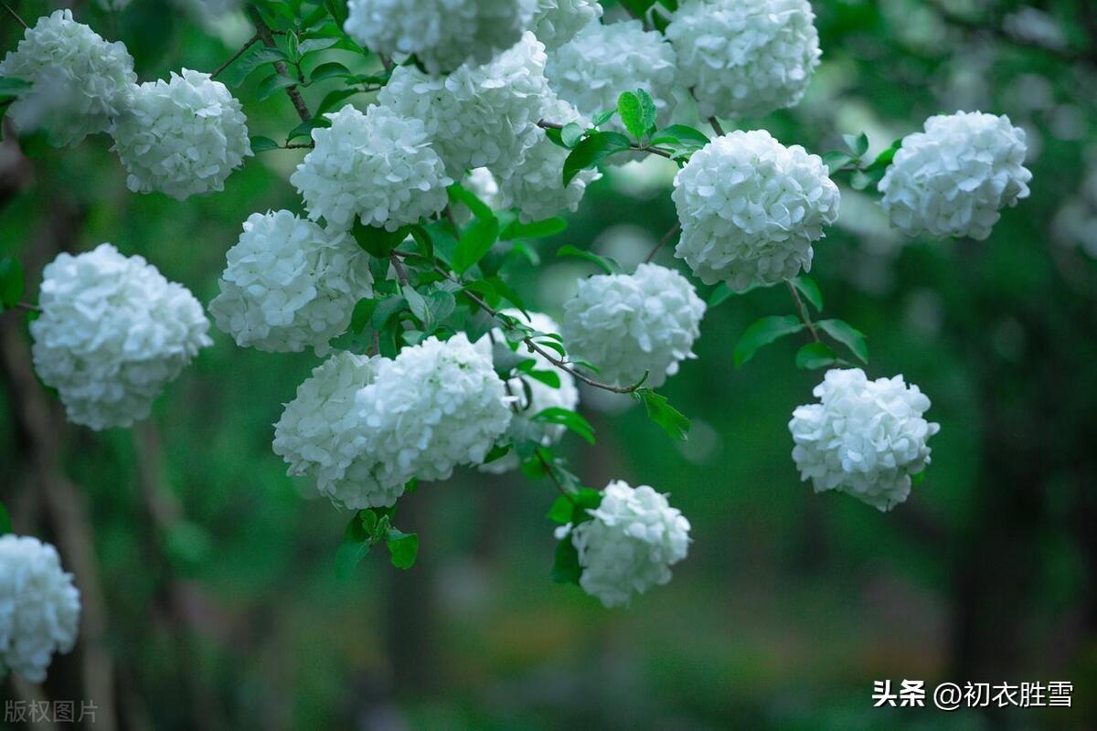 晚春木绣球花五首唯美古诗（何人团雪高抛去，冻在枝头春不知）