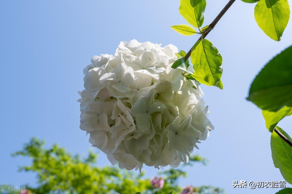 晚春木绣球花五首唯美古诗（何人团雪高抛去，冻在枝头春不知）