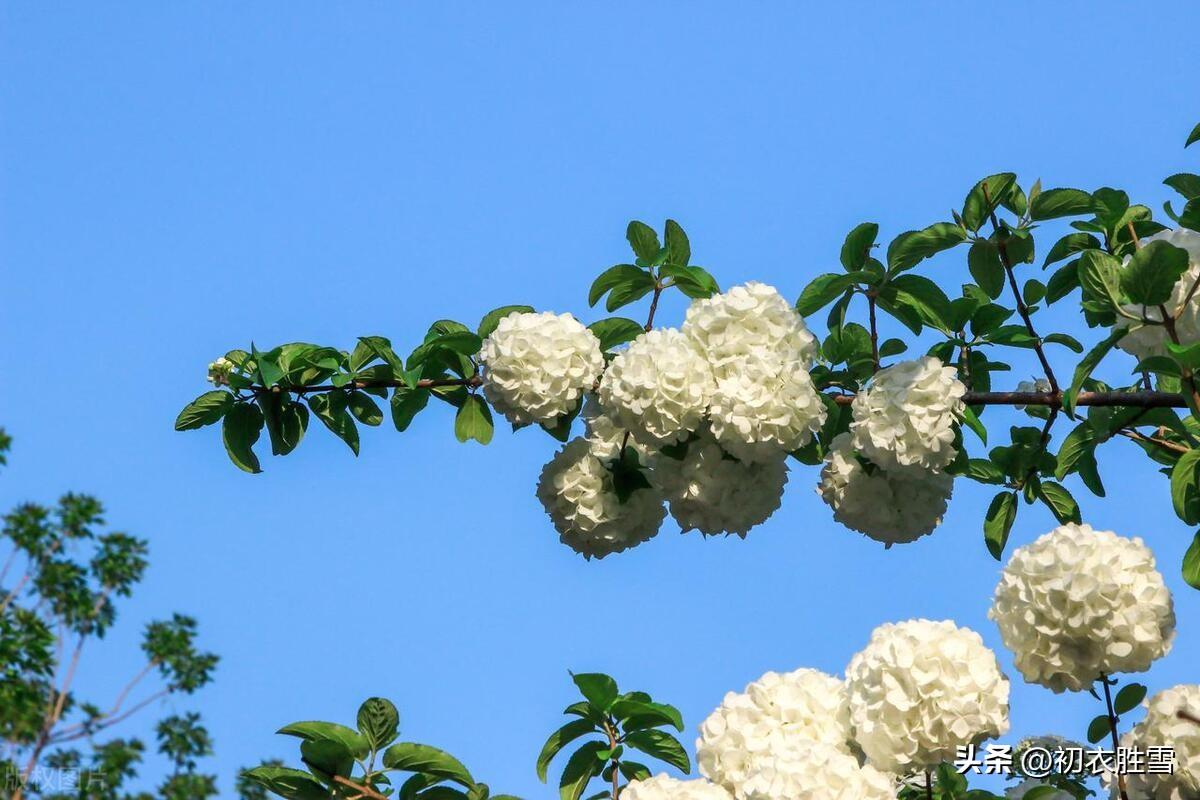 晚春木绣球花五首唯美古诗（何人团雪高抛去，冻在枝头春不知）