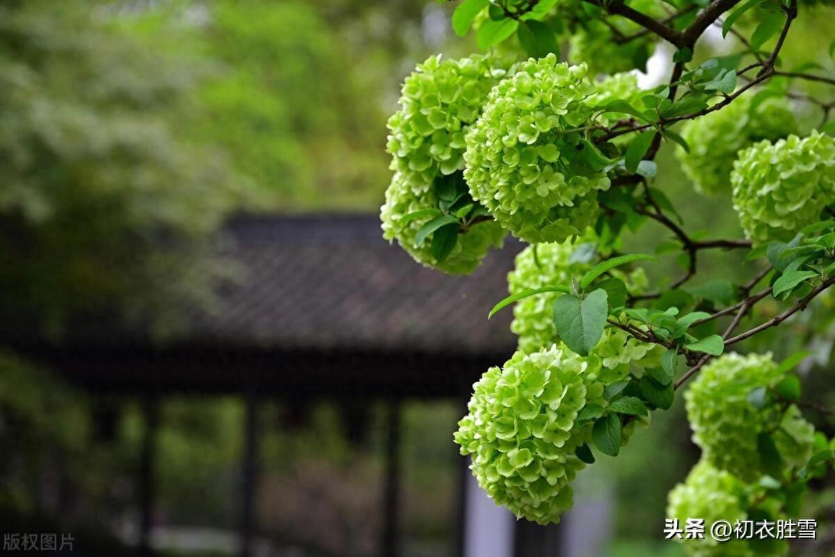 晚春木绣球花五首唯美古诗（何人团雪高抛去，冻在枝头春不知）