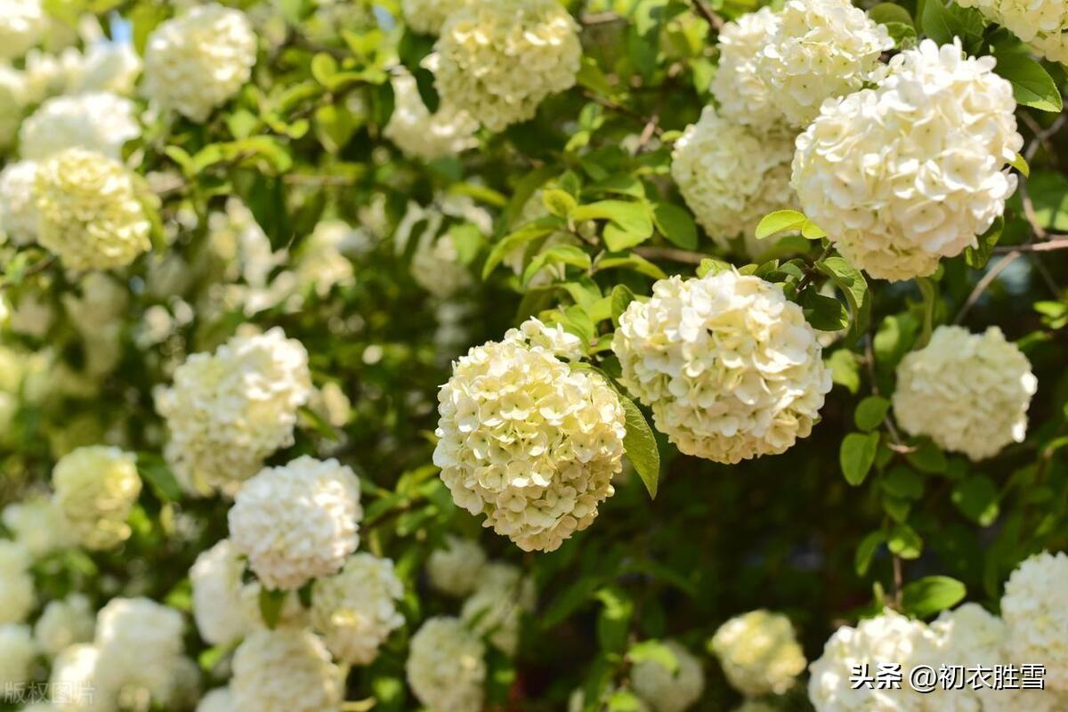 晚春木绣球花五首唯美古诗（何人团雪高抛去，冻在枝头春不知）