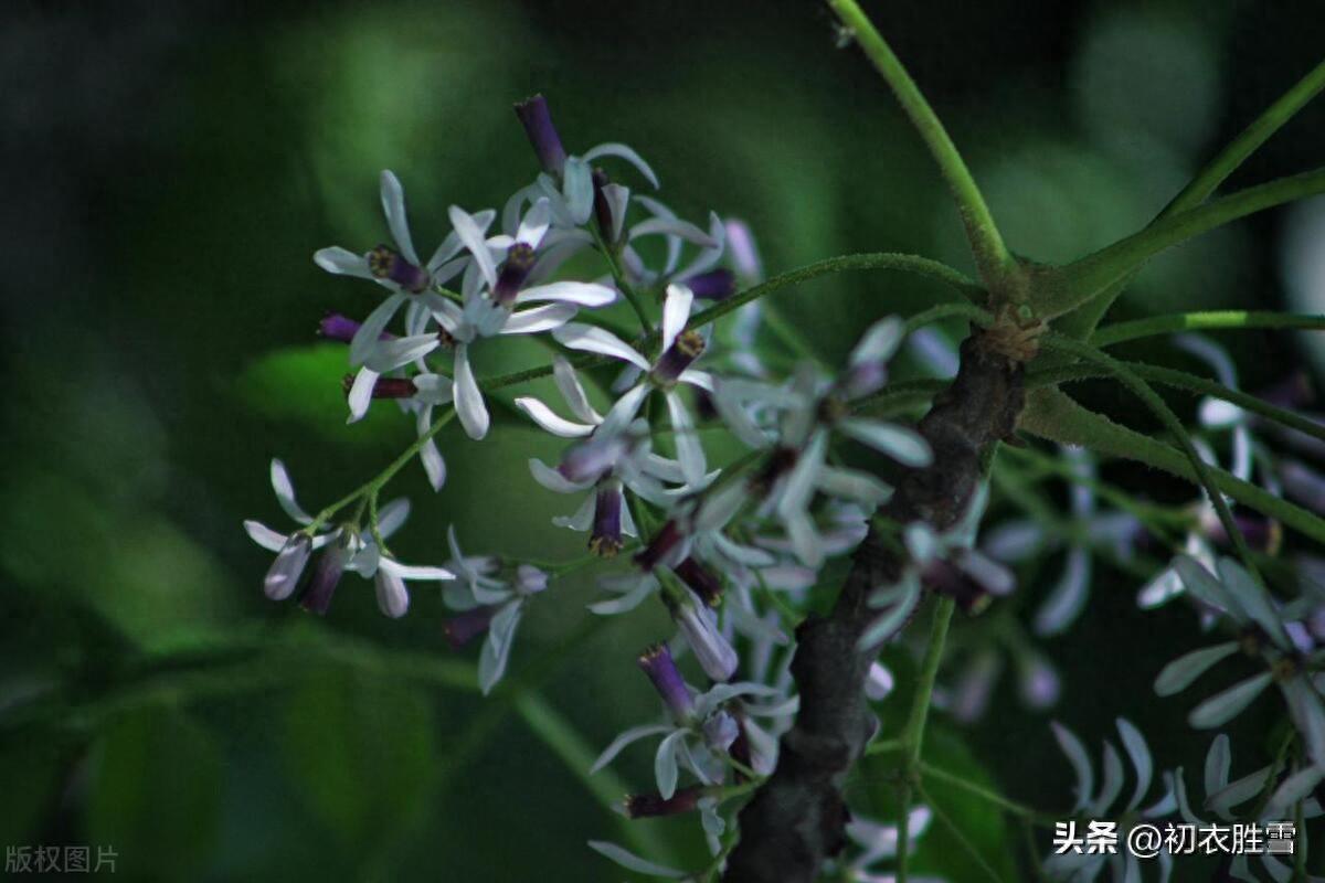 晚春楝花五首古诗（谷雨秧芽动，楝风花信来）