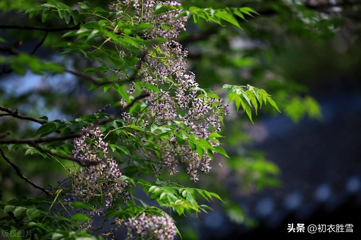 晚春楝花五首古诗（谷雨秧芽动，楝风花信来）