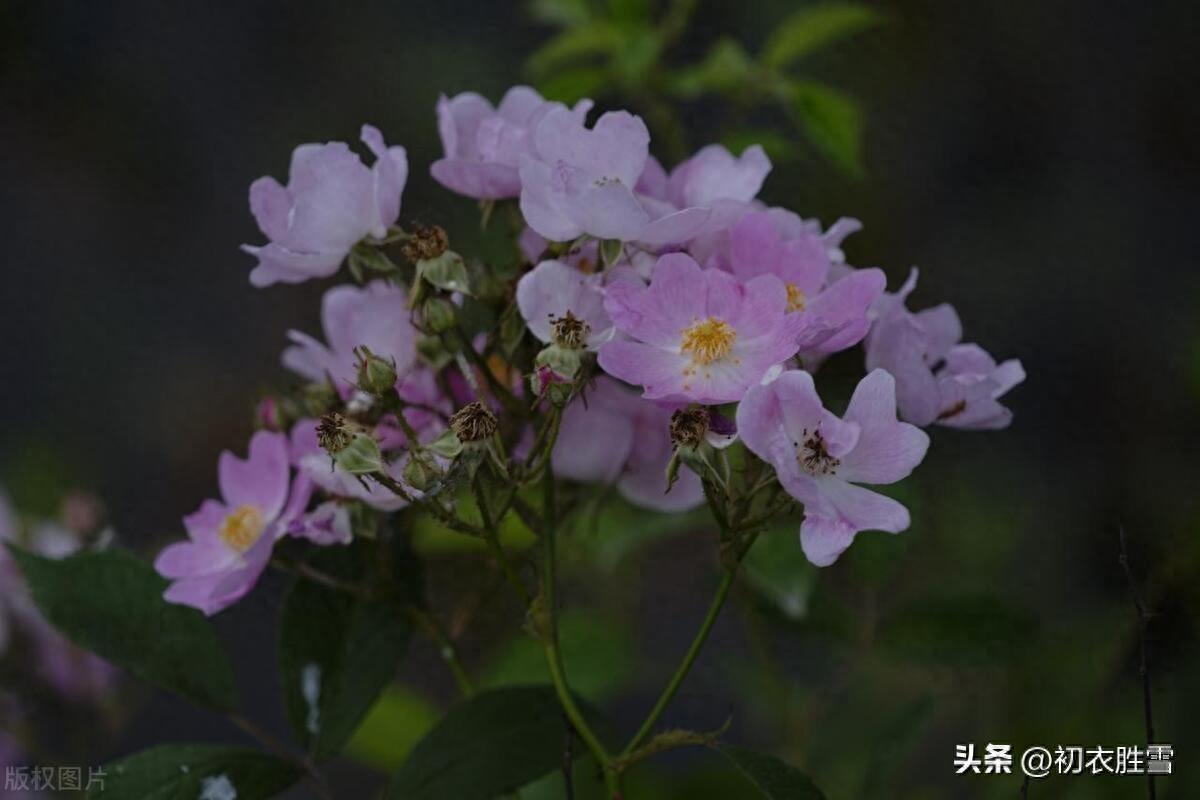 晚春野蔷薇五首唯美古诗（蔷薇性野难拘束，却过邻家屋上红）