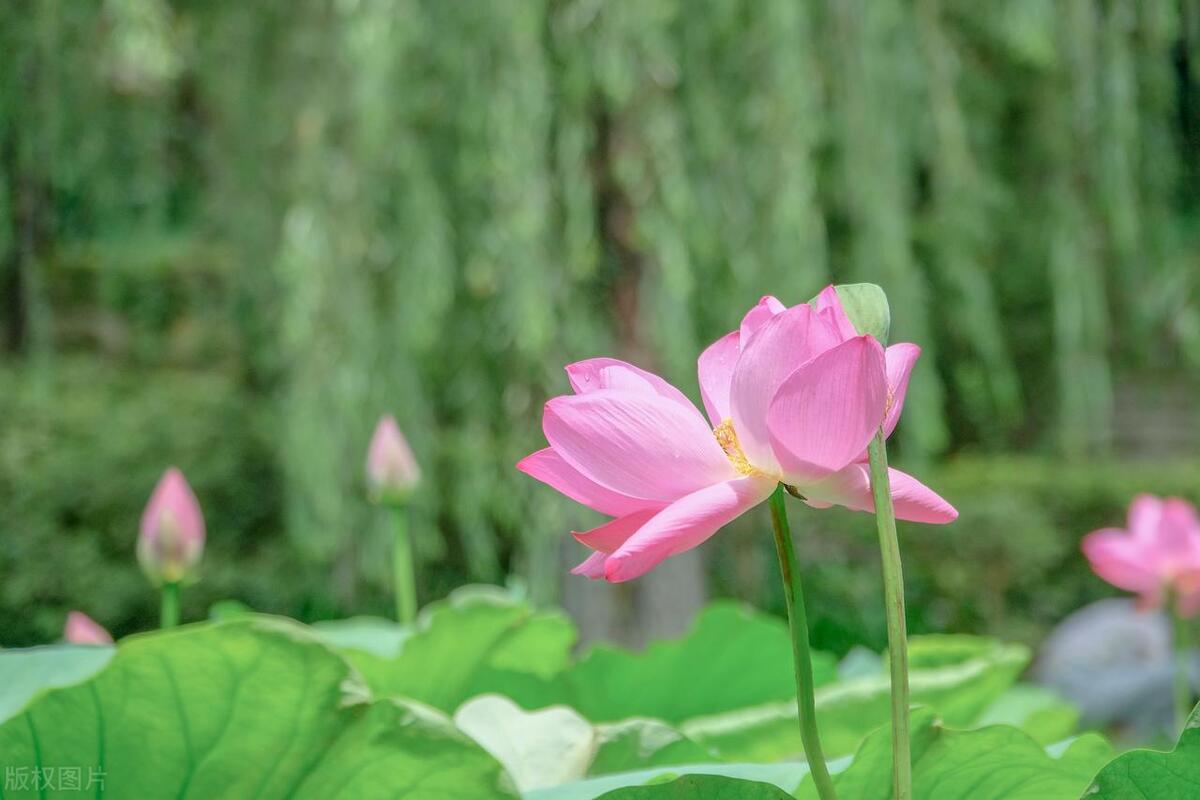 夏至的诗词有哪些（五首夏至诗词唯美）