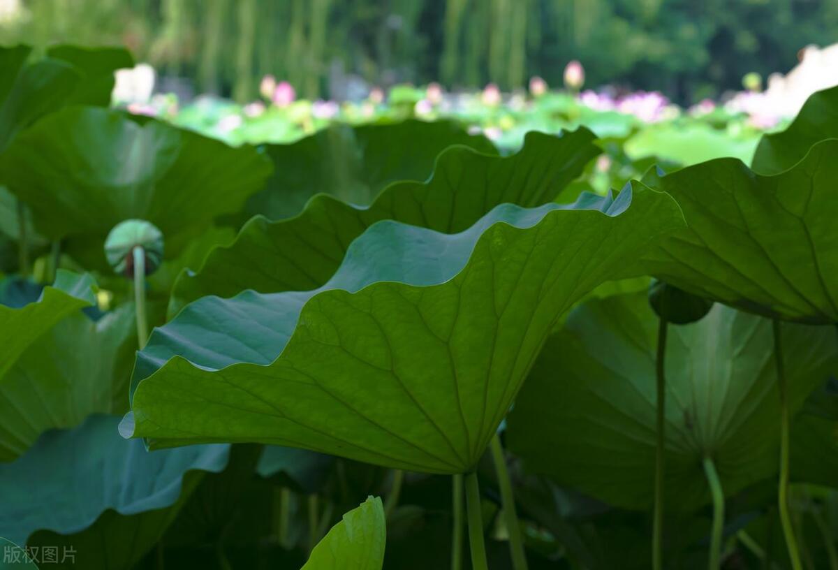 夏至的诗词有哪些（五首夏至诗词唯美）