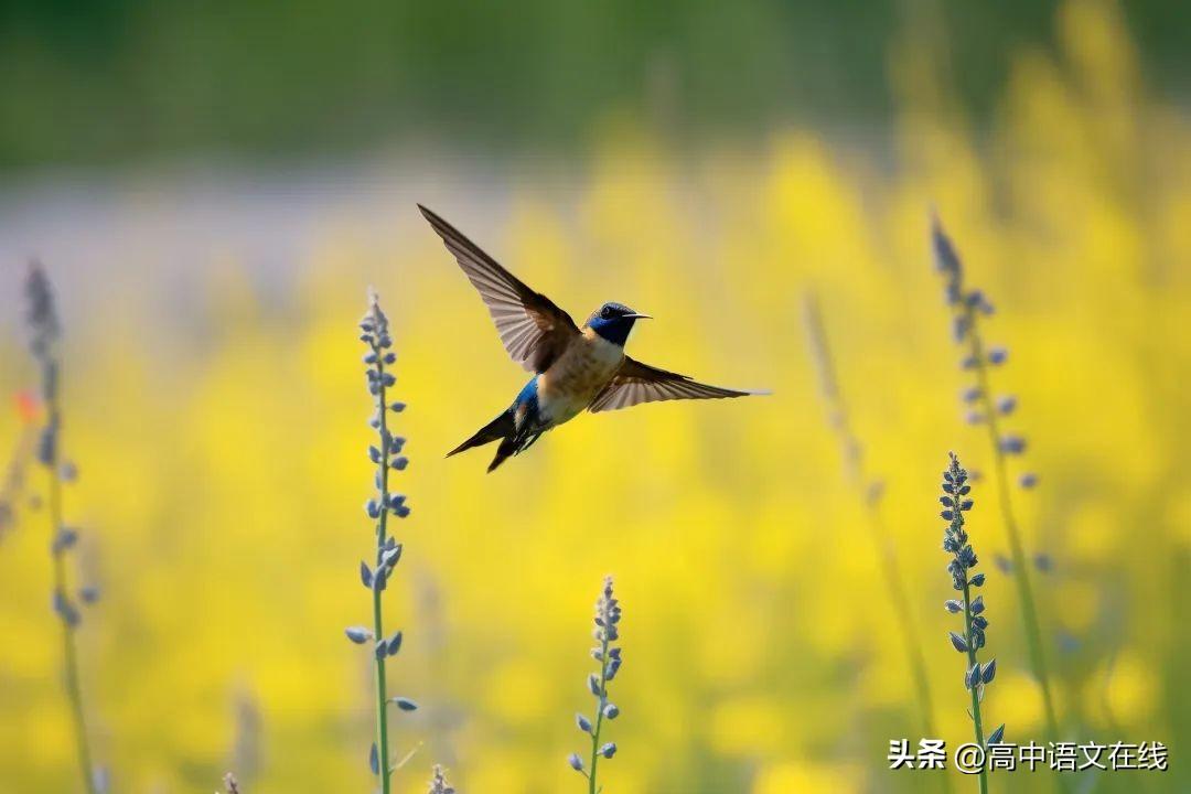 花间优美古诗词大全（写尽风流与缠绵经典花间词）