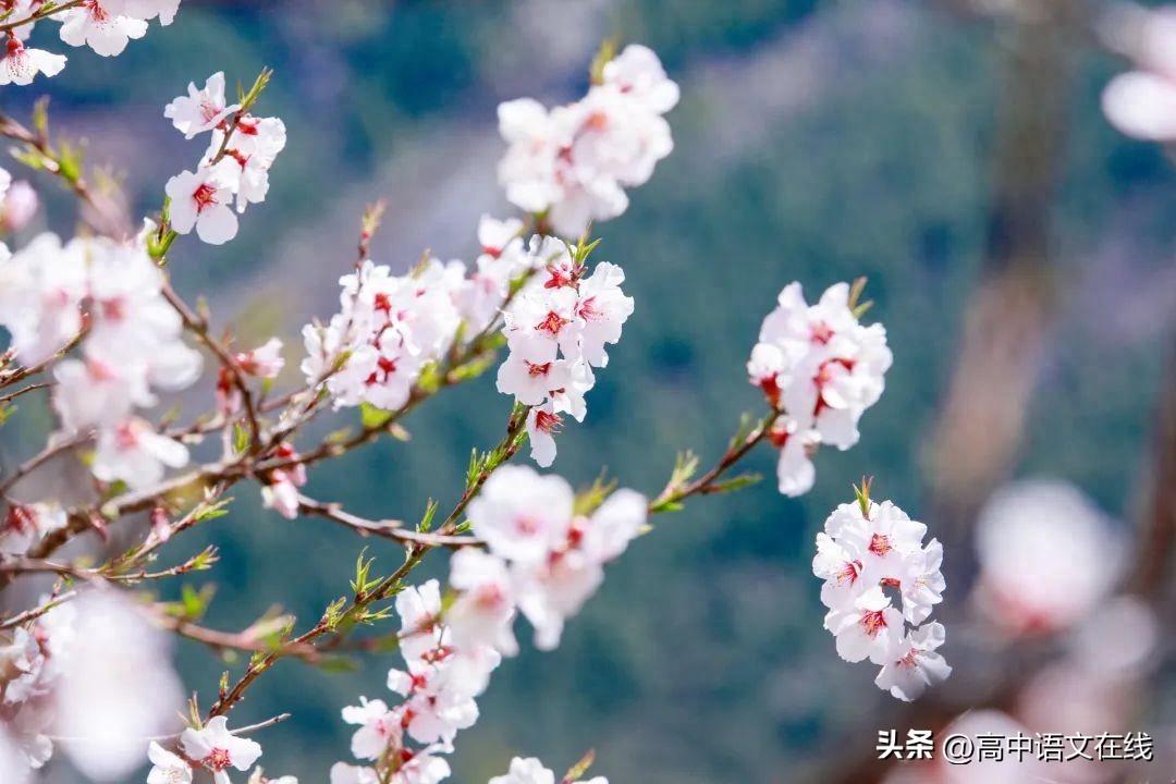 花间优美古诗词大全（写尽风流与缠绵经典花间词）