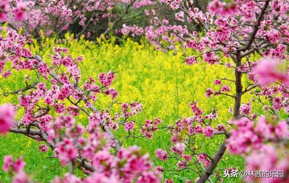 赞美桃花的诗词名句（12首歌咏桃花的诗词）