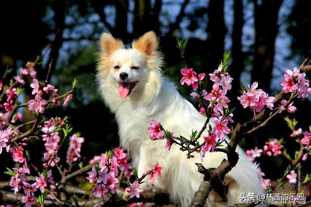 赞美桃花的诗词名句（12首歌咏桃花的诗词）