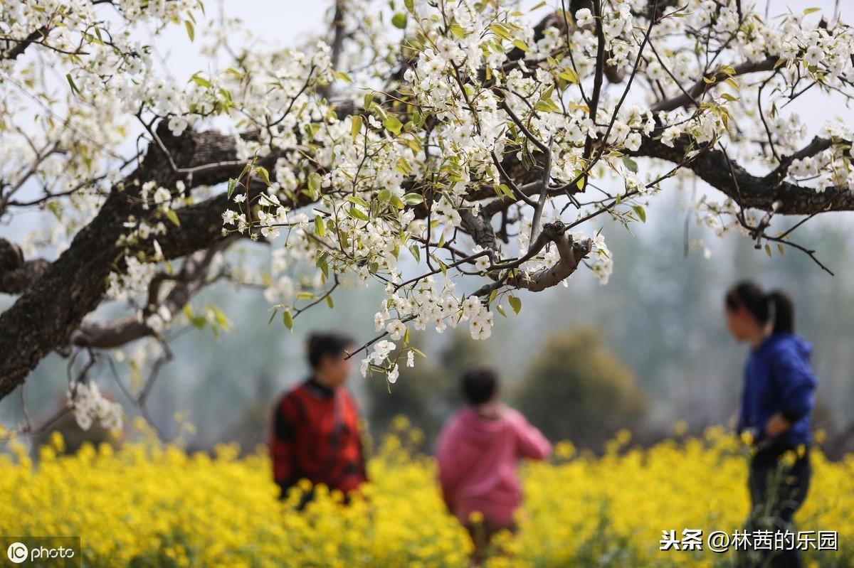 清明节的12首经典诗词鉴赏（人生有酒须当醉，一滴何曾到九泉）