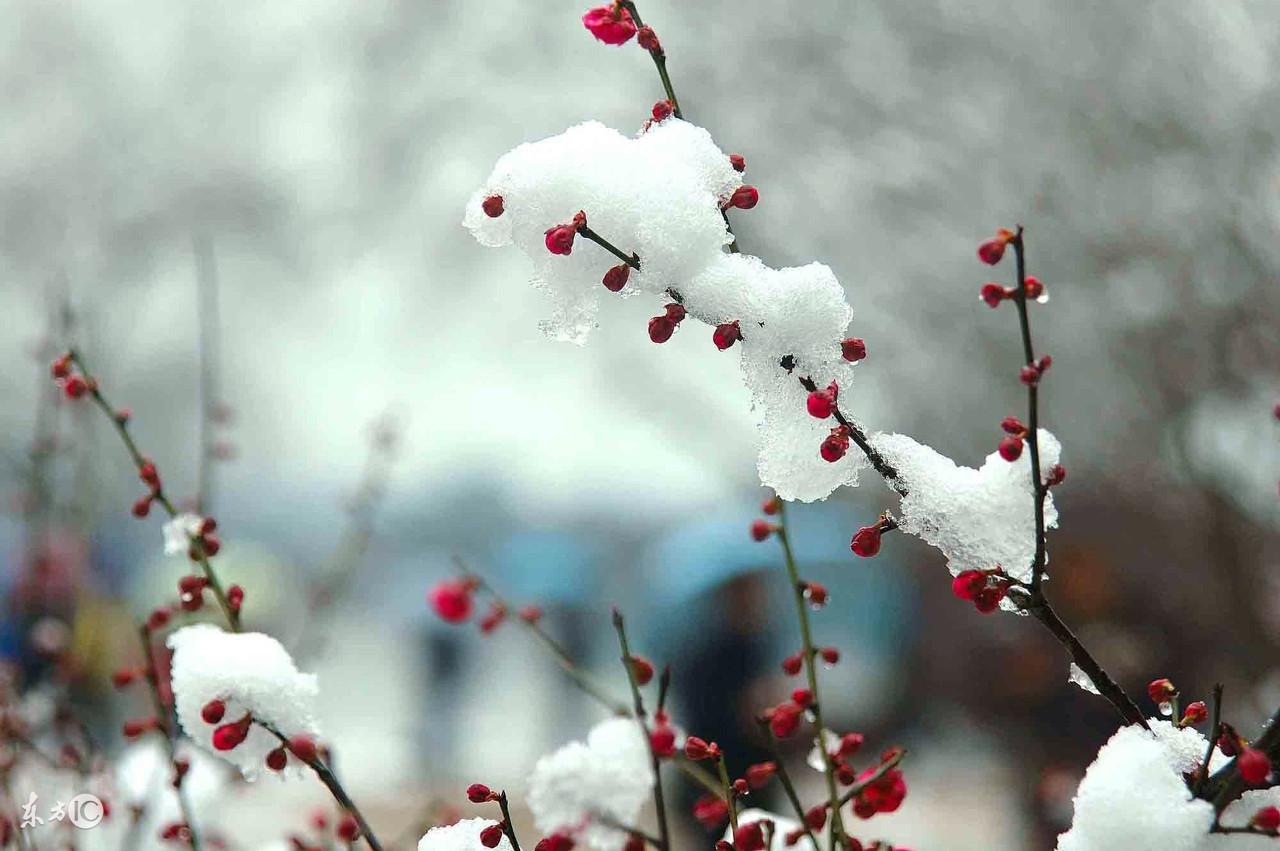 雪影映梅香，画意融诗情（推荐16首冬天的经典诗词）