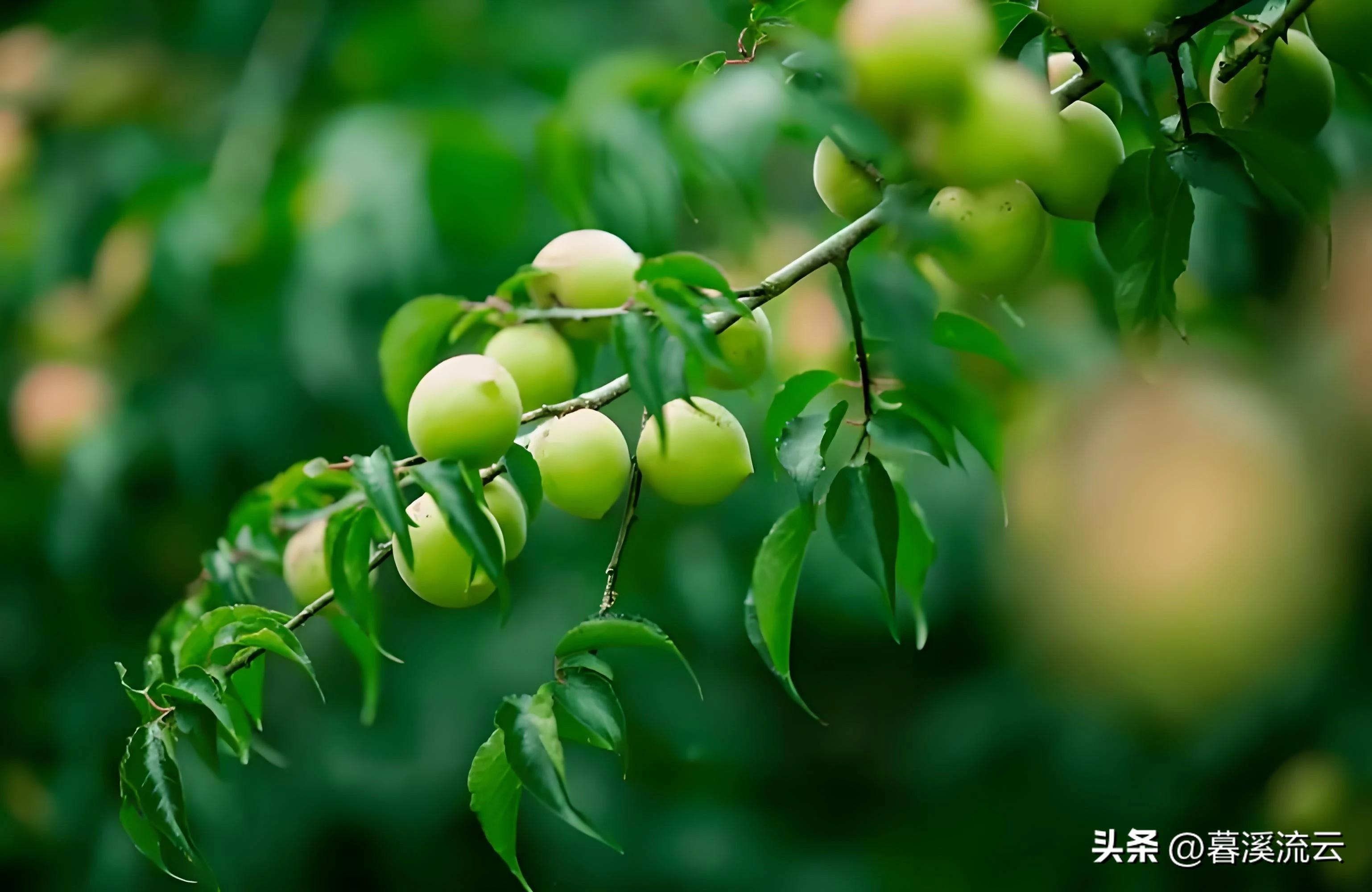 赞美初夏花朵绽放的诗词（30句优美初夏诗词）